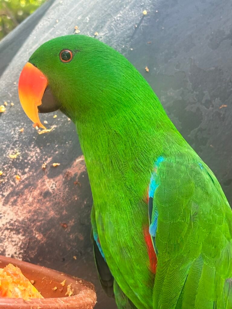 Loro Parque Tenerife Zöld papagáj