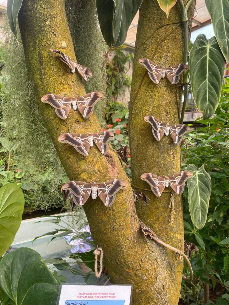 Színes pillangó a Mariposario pillangóházban Icod de los Vinosban