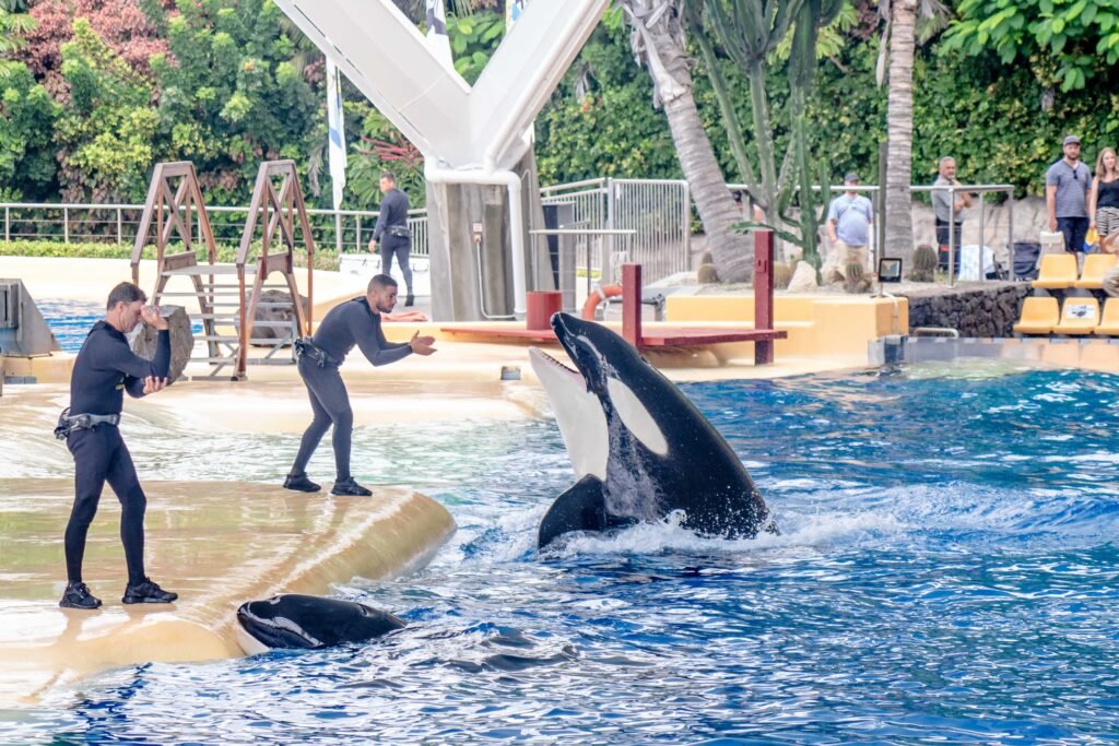 Loro parque orca show