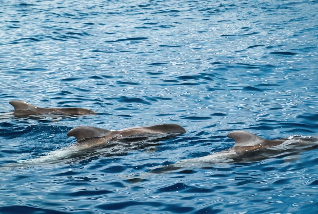 delfin Tenerife partjainál