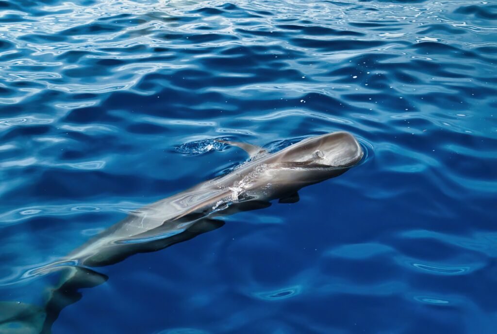 Bálna- és delfinles hajóval Tenerife partjainál