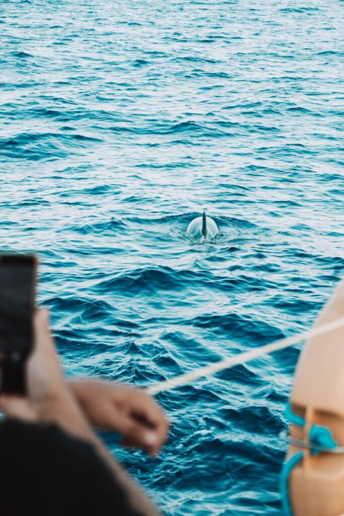 delfin Tenerife partjainál