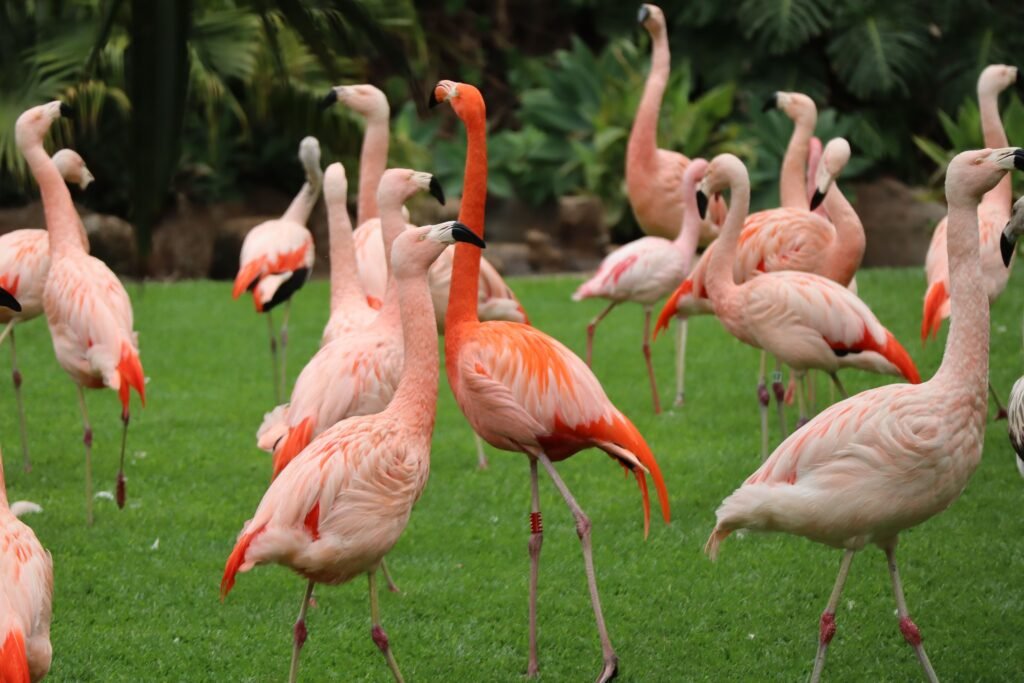 Loro parque flamingok
