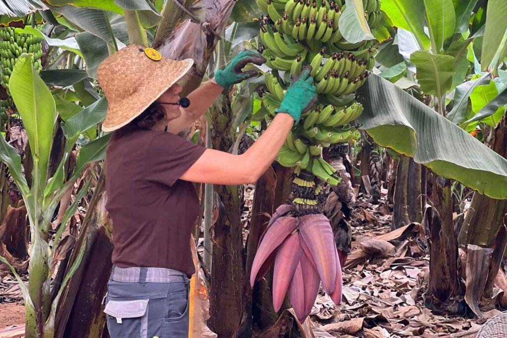 Visit to a banana plantation