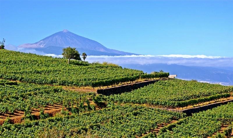 wine tasting and cellar visit​
